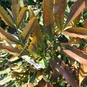 Mahonia fortunei P16